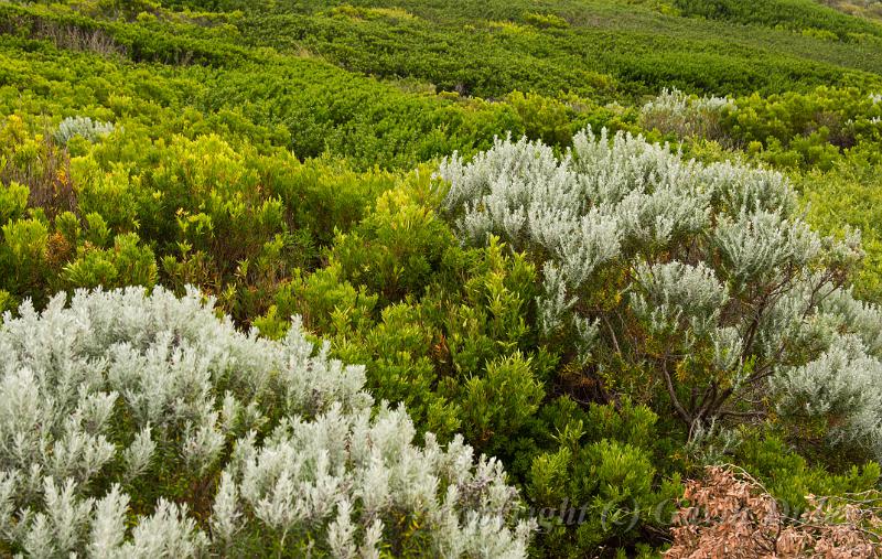 Heathland, Barwon Heads IMGP4473.jpg